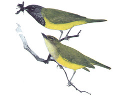 MacGillivray's Warbler